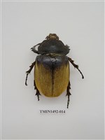 藏品(金龜科(二)外國)的圖片